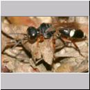 Harpactus lunatus - Grabwespe w02a - OS-Hollage Lehmkuhle.jpg